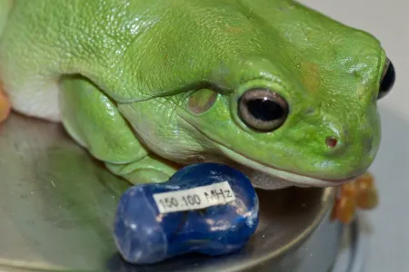 Frog
