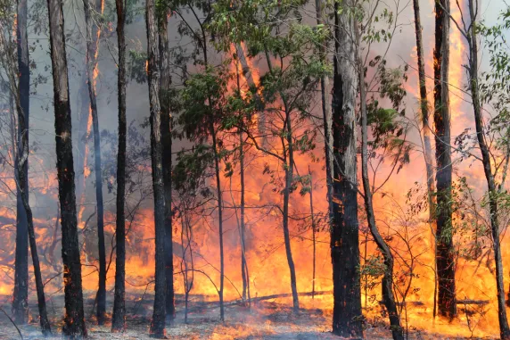 bushfire