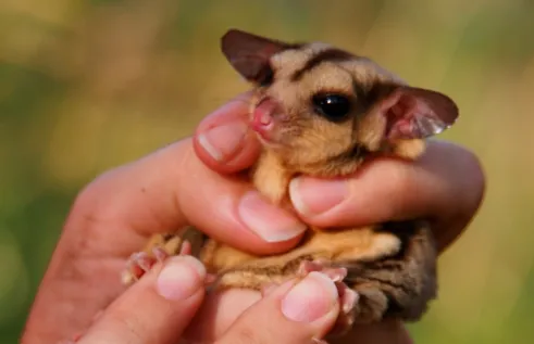 Mammal