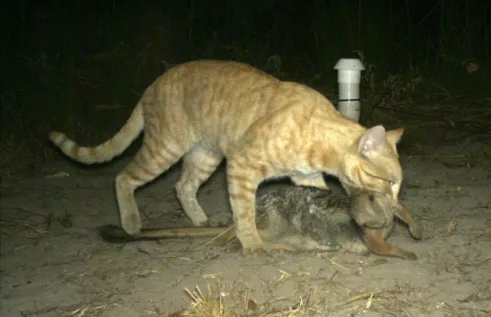 Cat 