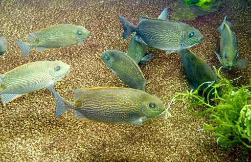 The project aims to develop production methods for the goldlined rabbitfish (Siganus lineatus). 